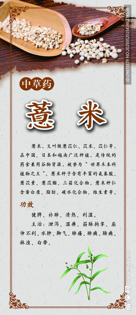 薏米 中药材展板