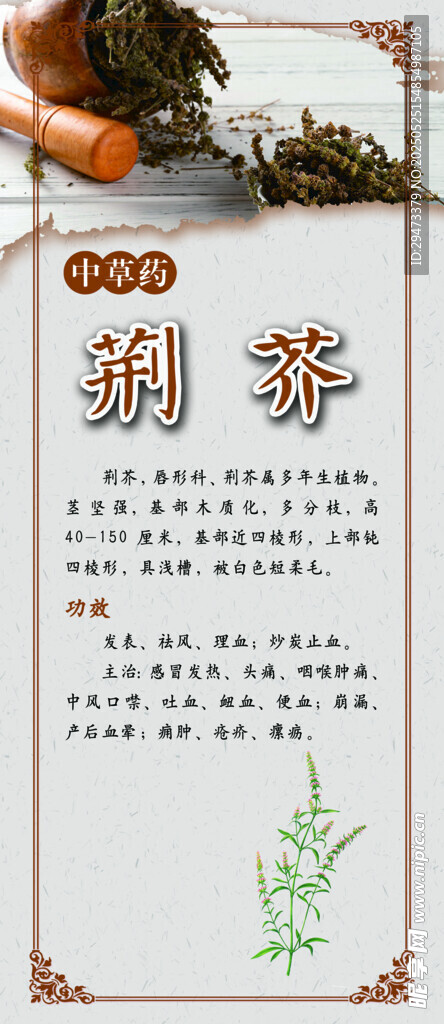 中药材展板  荆芥