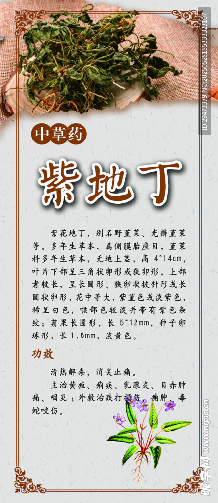 紫地丁 中药材展板