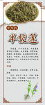 半枝莲 中药材展板
