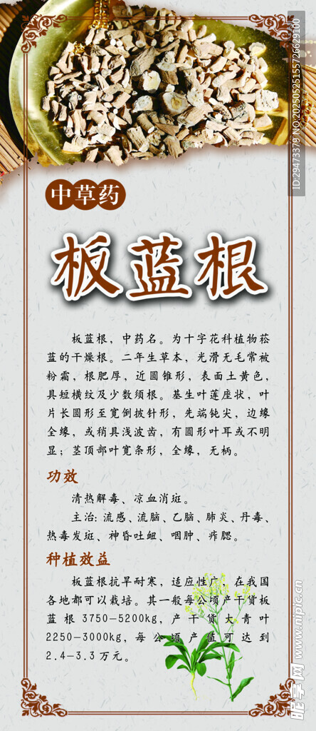 中药材展板 蓝根