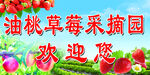 油桃草莓采摘园欢迎您