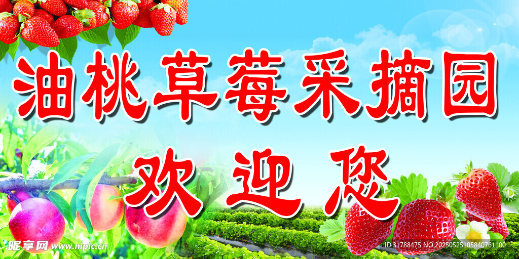 油桃草莓采摘园欢迎您