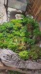 云南木制花盆多肉植物