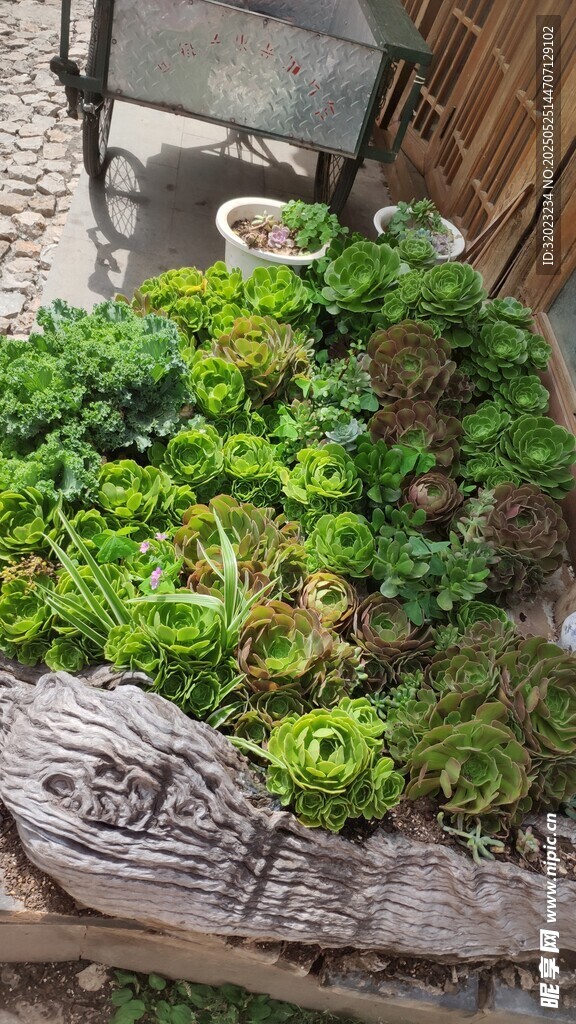 云南木制花盆多肉植物
