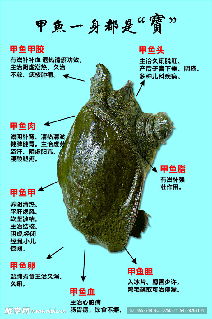 甲鱼 