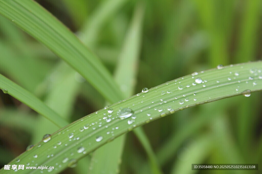 白茅草  