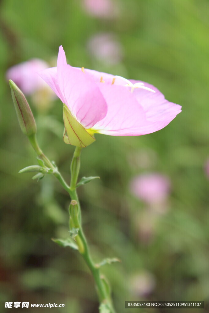 月见草 