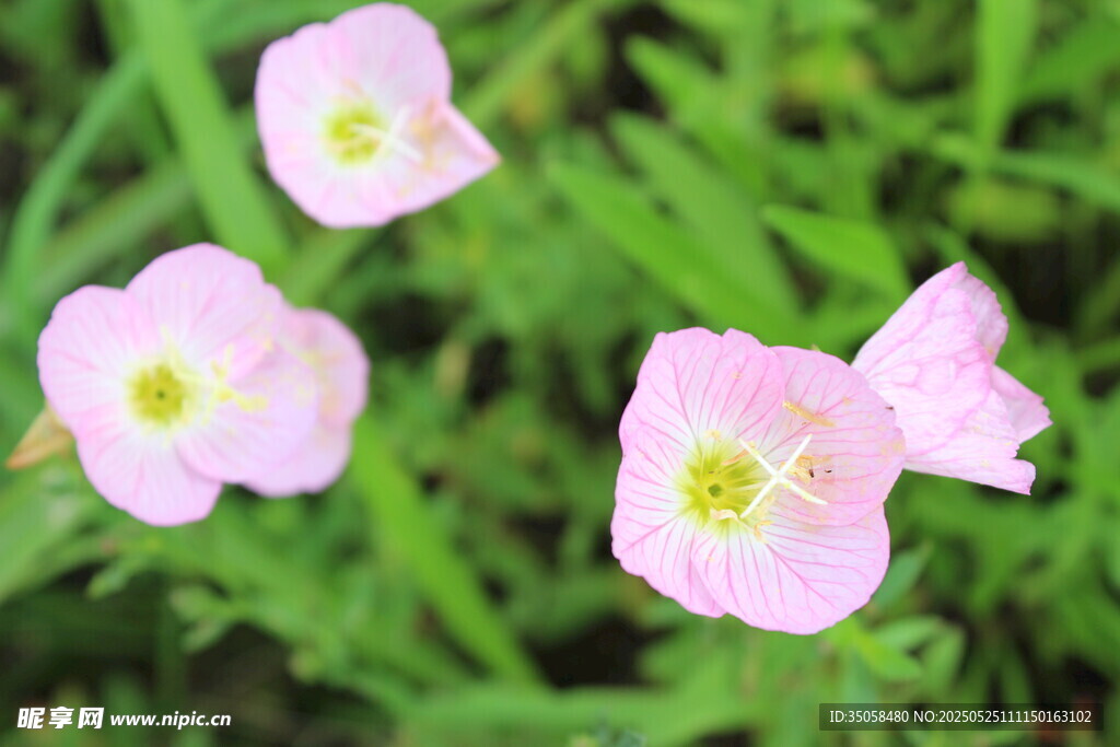 月见草 
