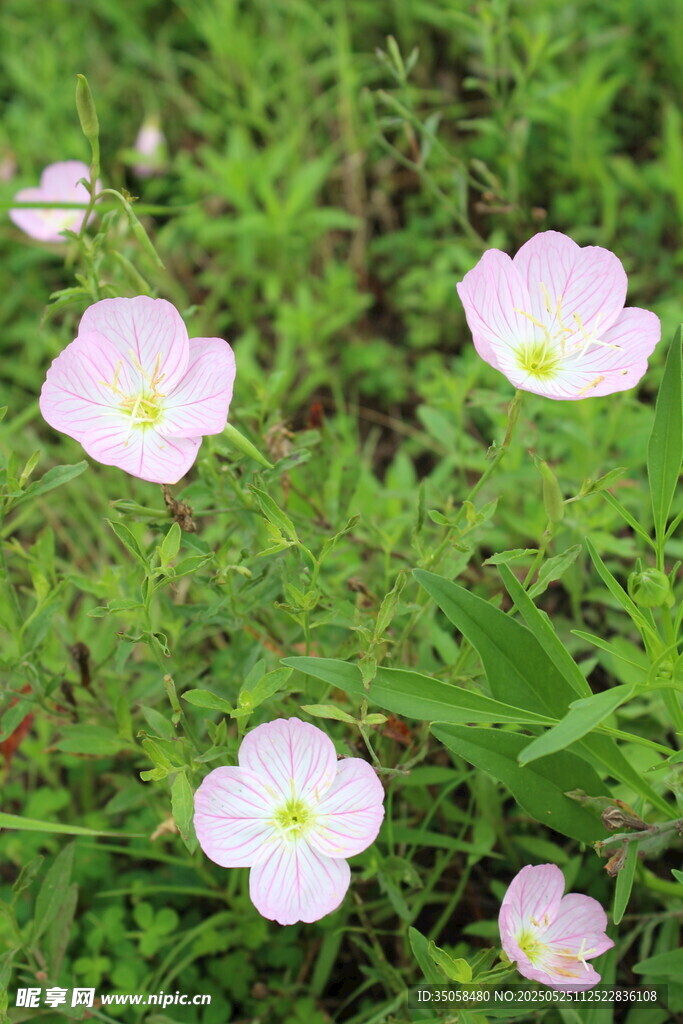 月见草 