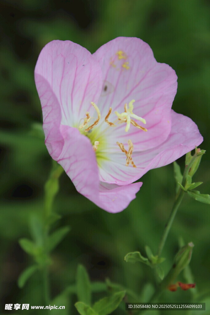 月见草 