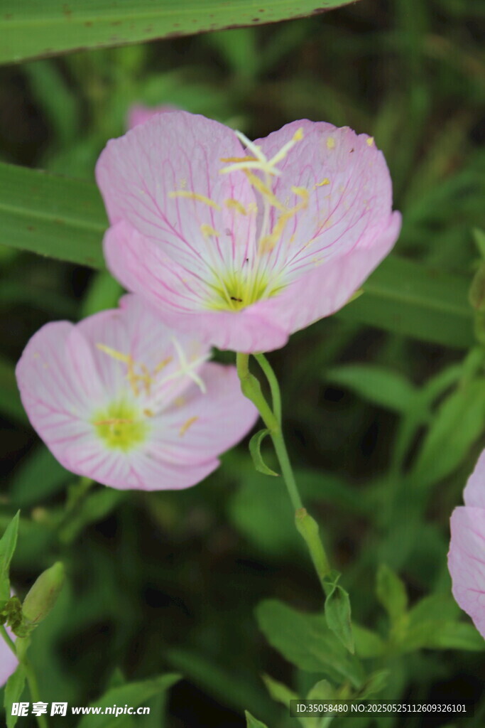 月见草 
