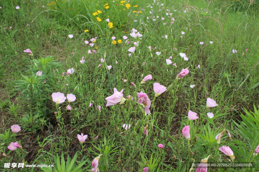 月见草 