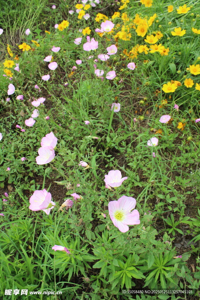 月见草 