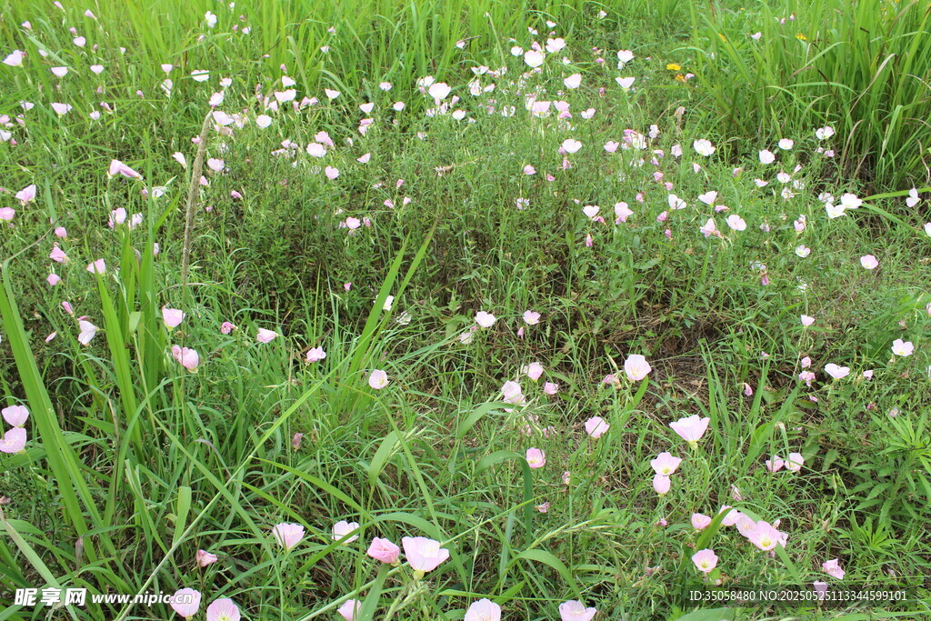 月见草 