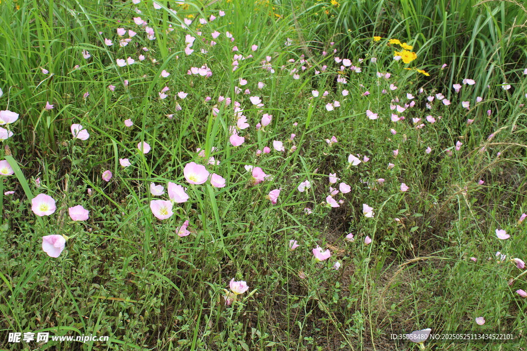 月见草 