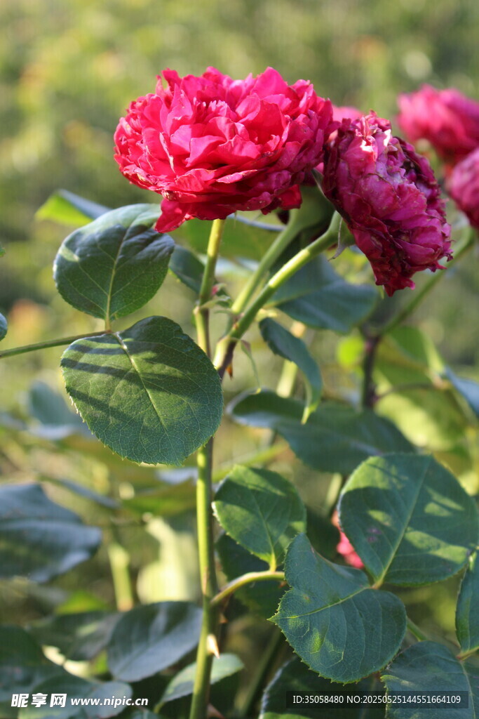 月季花 