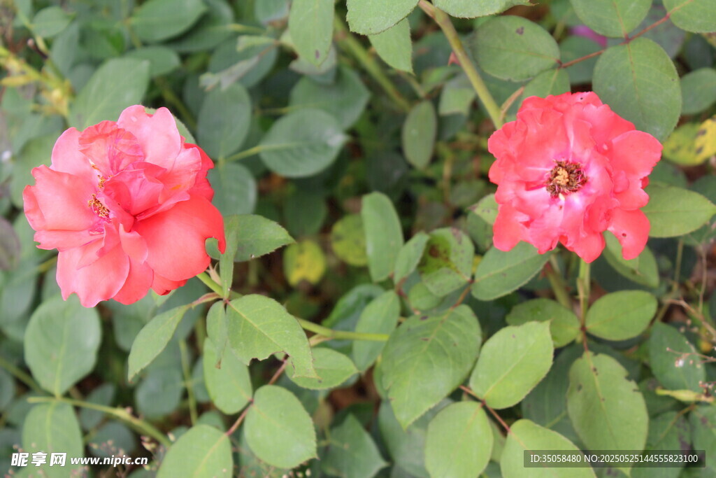 月季花  