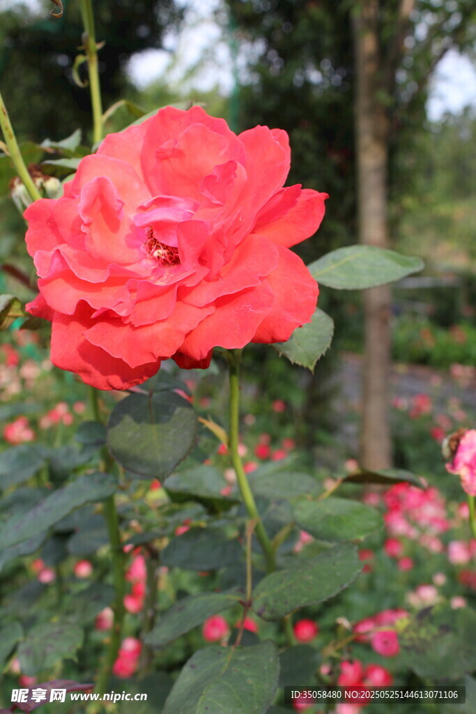 月季花  
