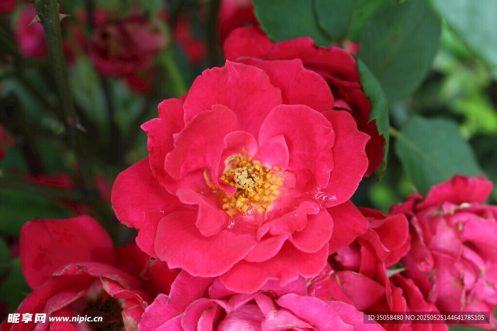 月季花 