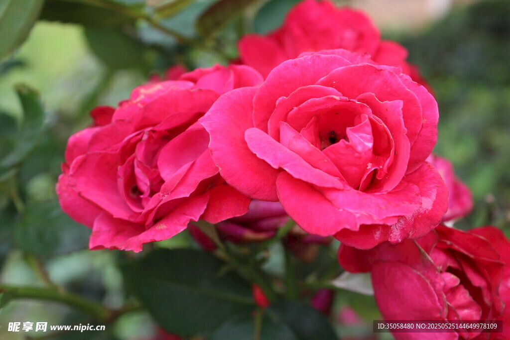 月季花  