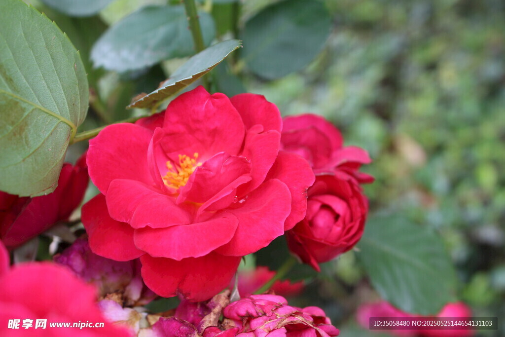 月季花 
