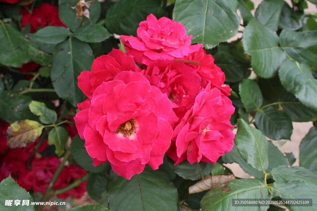月季花  