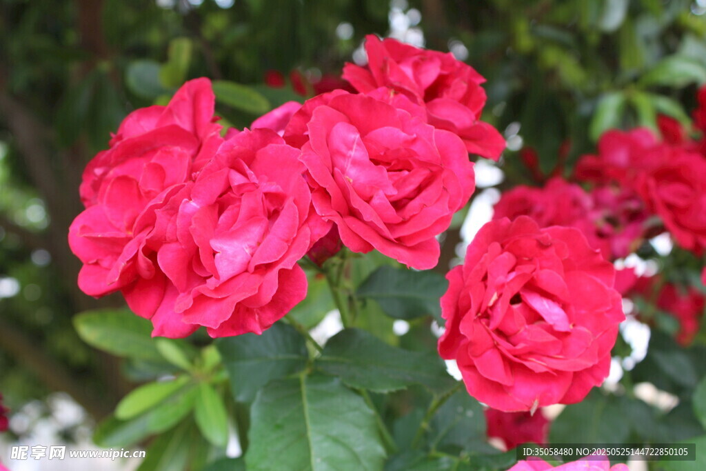 月季花  