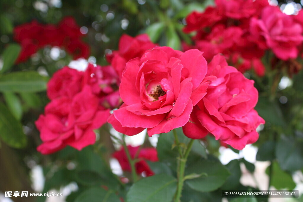 月季花  