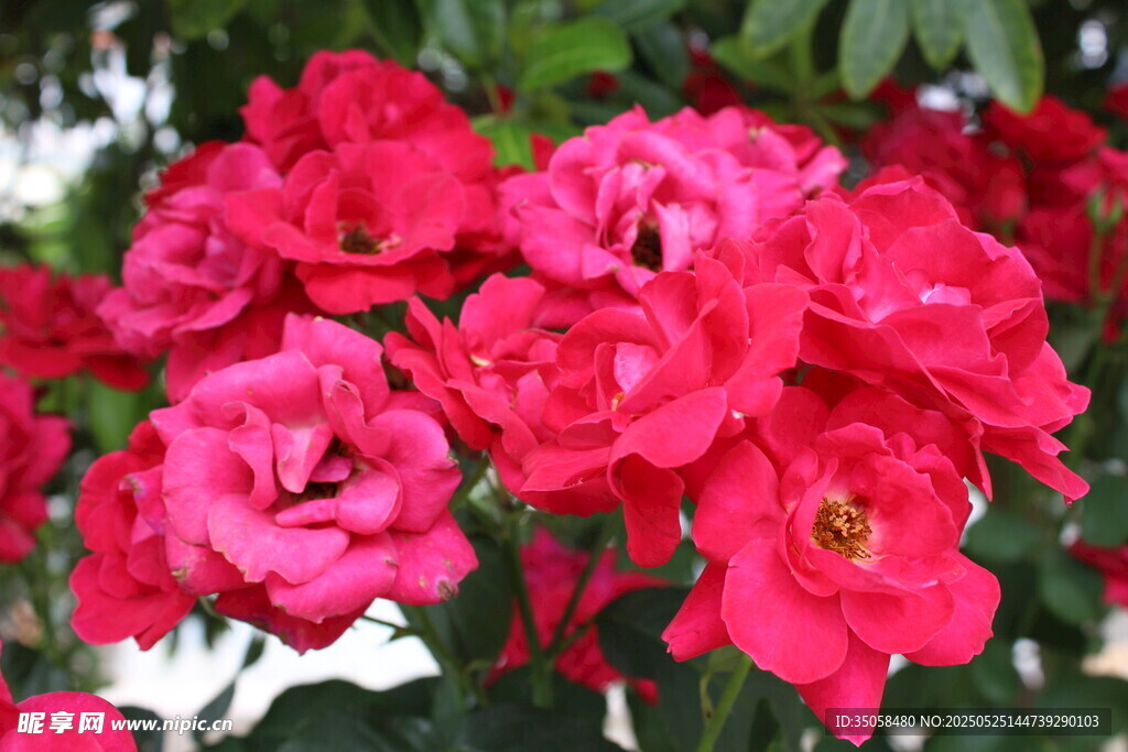 月季花  