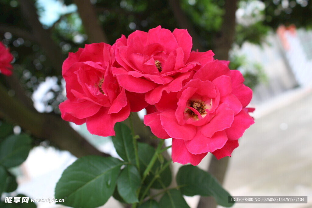月季花  