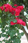 月季花 