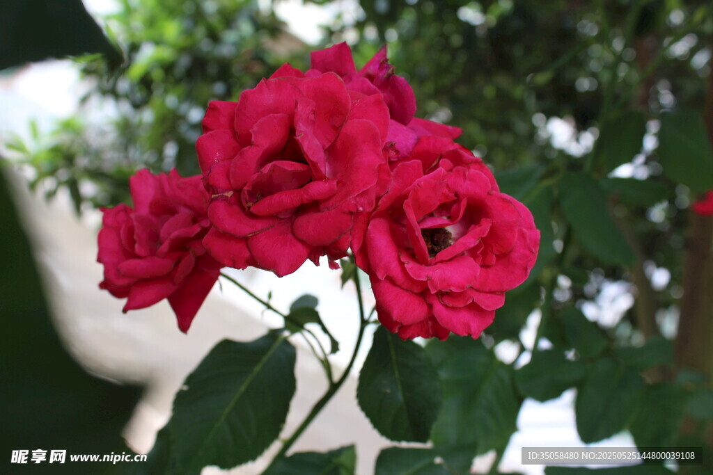 月季花 