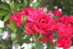 月季花  