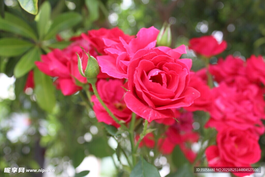 月季花  