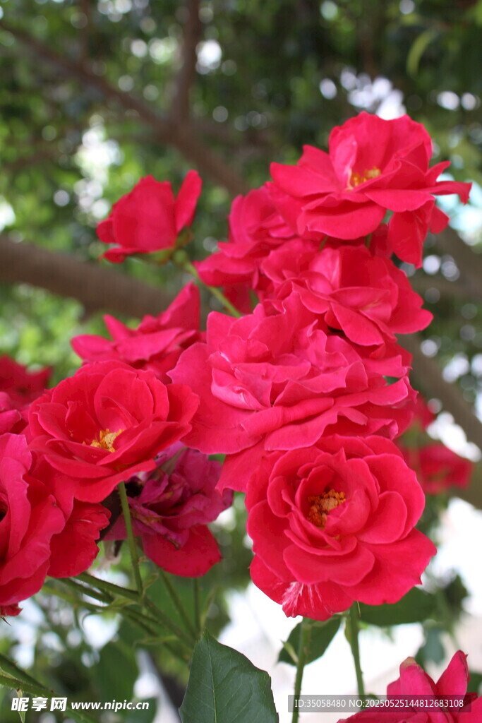 月季花  