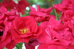 月季花 