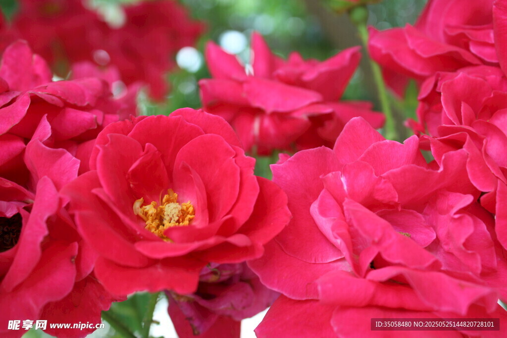 月季花 