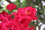 月季花  