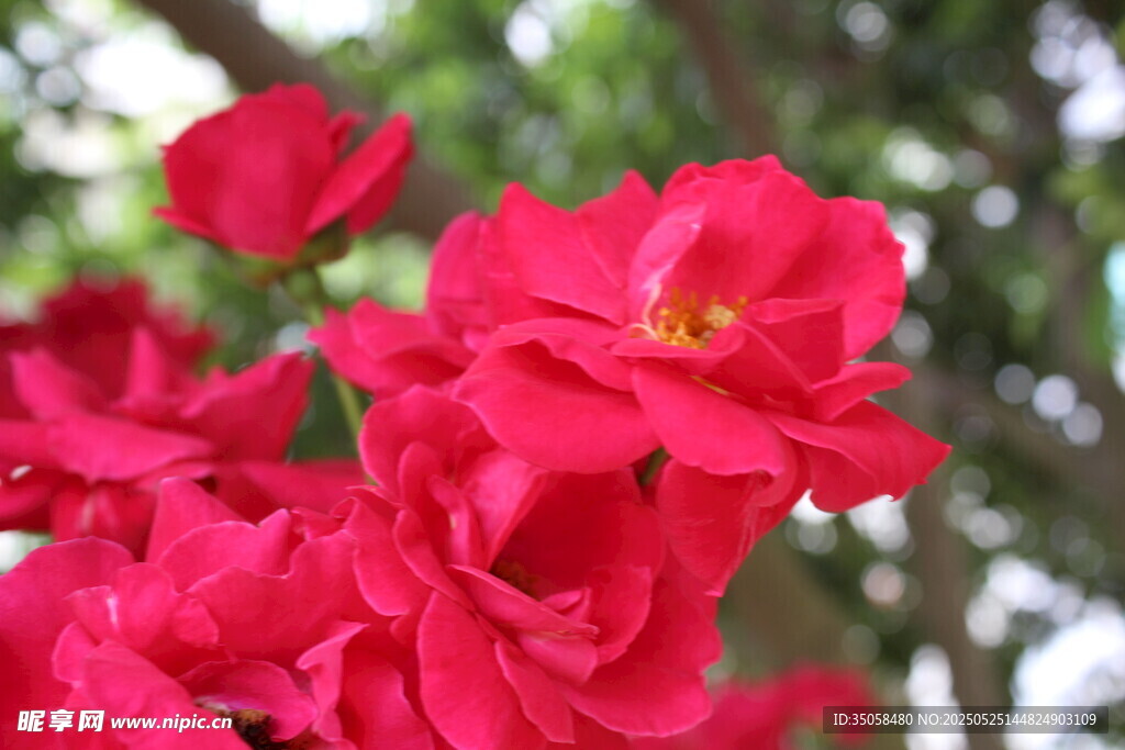月季花  