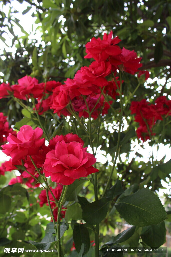 月季花 