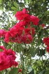 月季花  