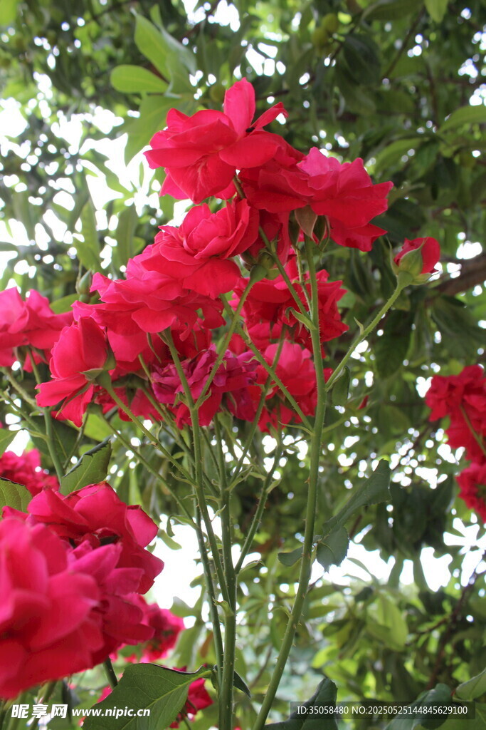 月季花  
