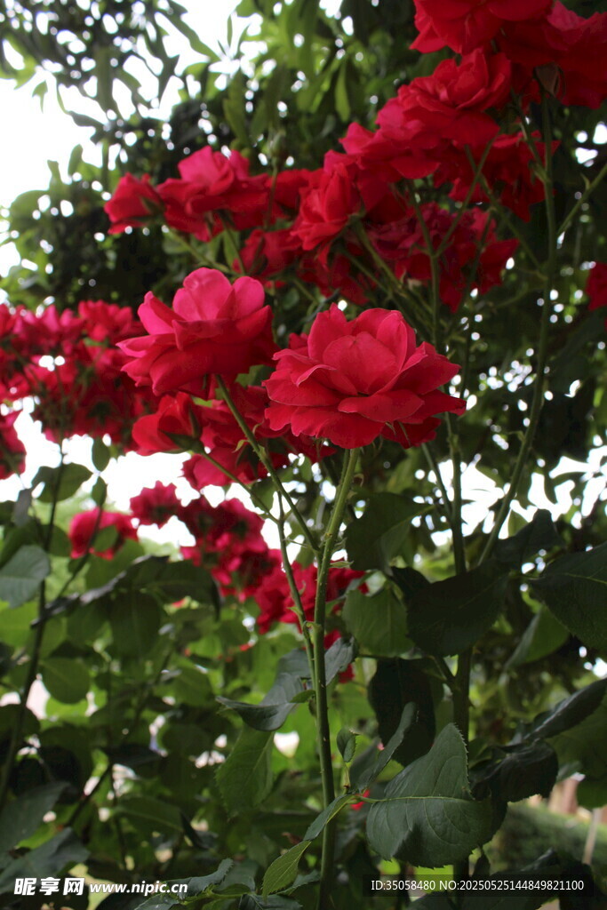 月季花 