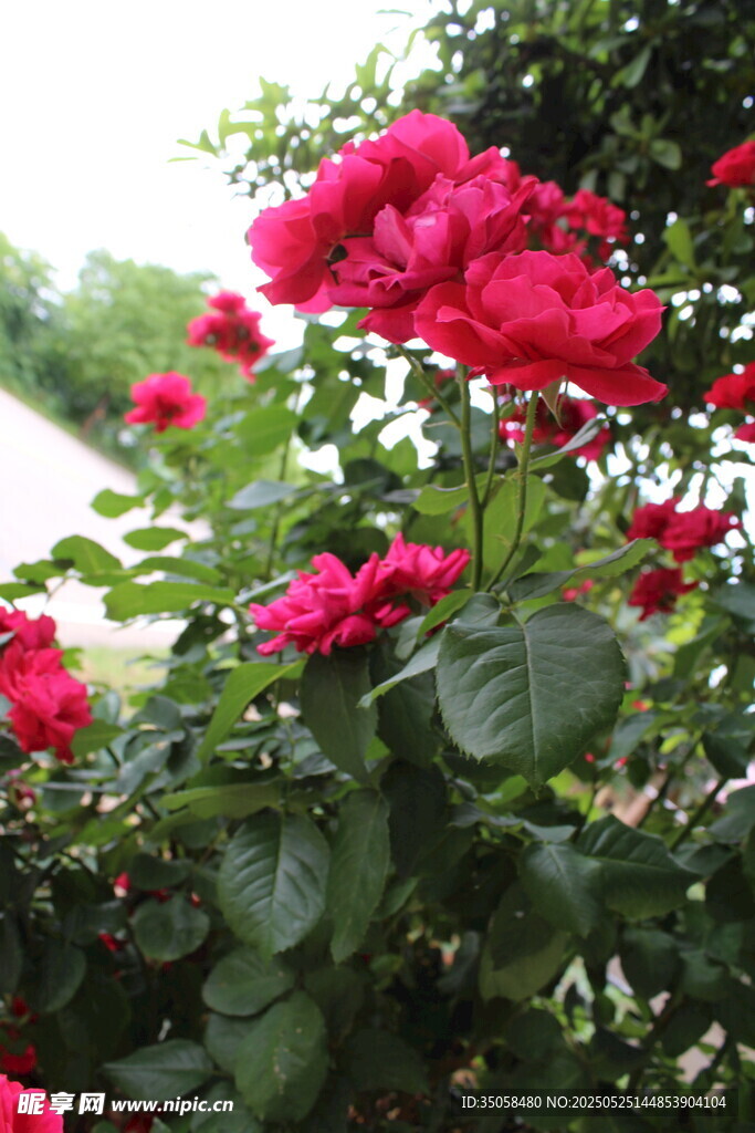月季花 