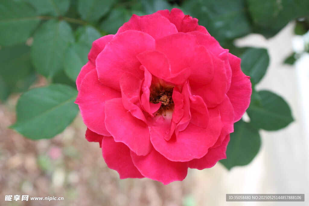 月季花 
