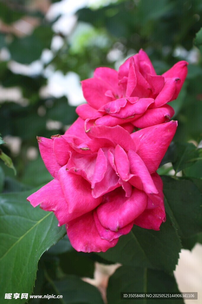 月季花 