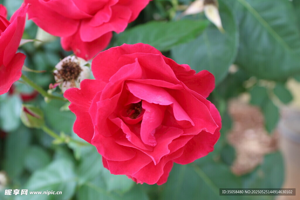 月季花 