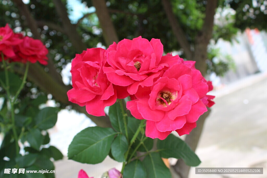 月季花 