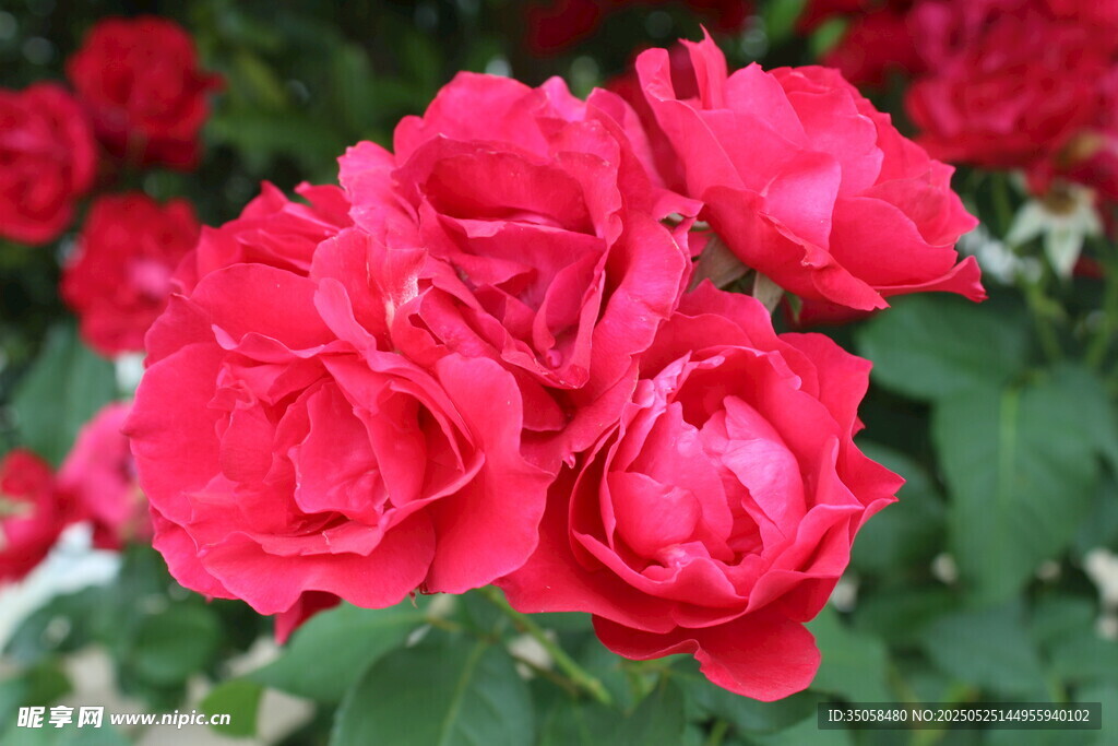 月季花  